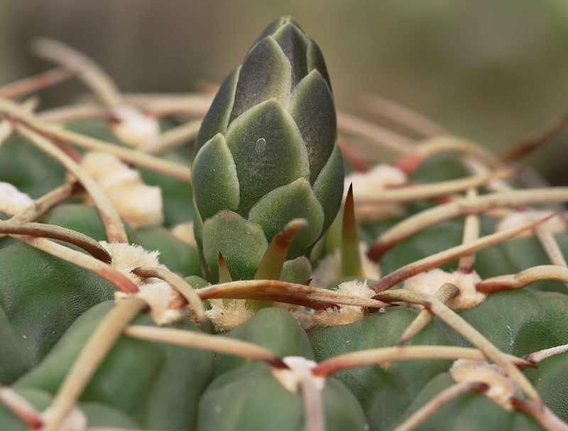 Gymnocalycium vatteri